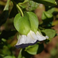 Nicandra physalodes (L.) Gaertn.